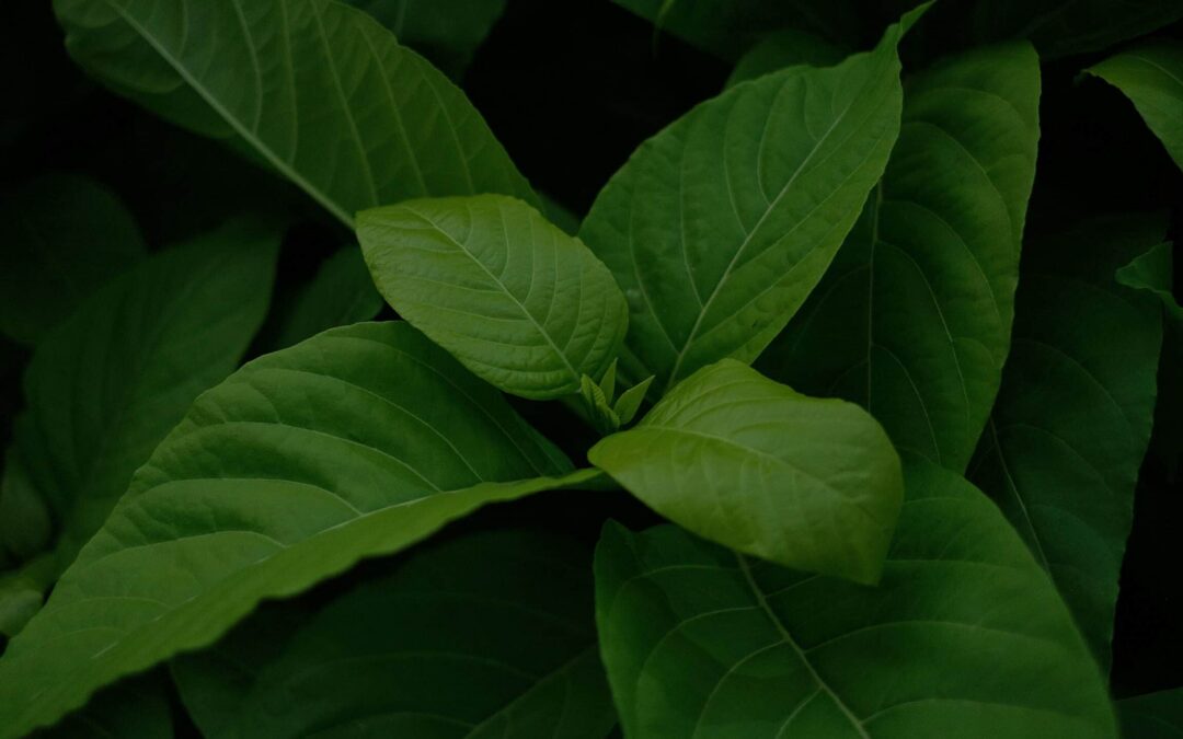 Why Is Kratom So Hard to Quit Without Professional Treatment?