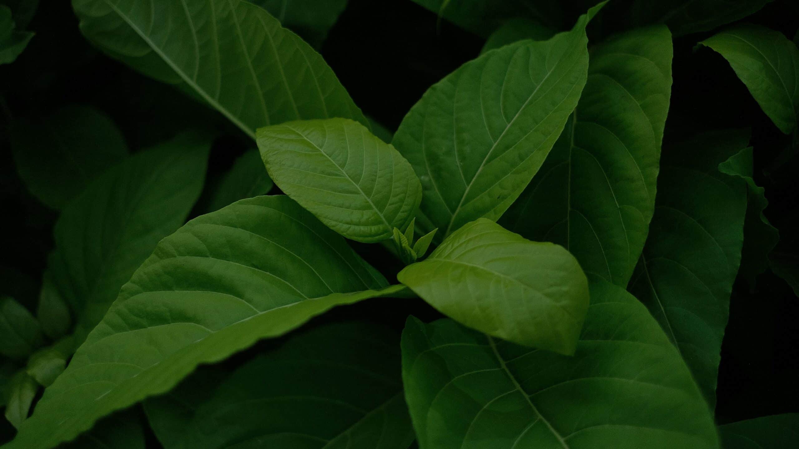 best kratom addiction treatment ohio near me