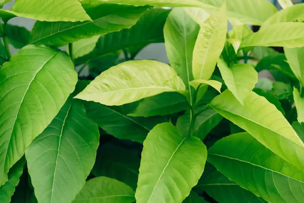 best kratom addiction rehab center ohio
