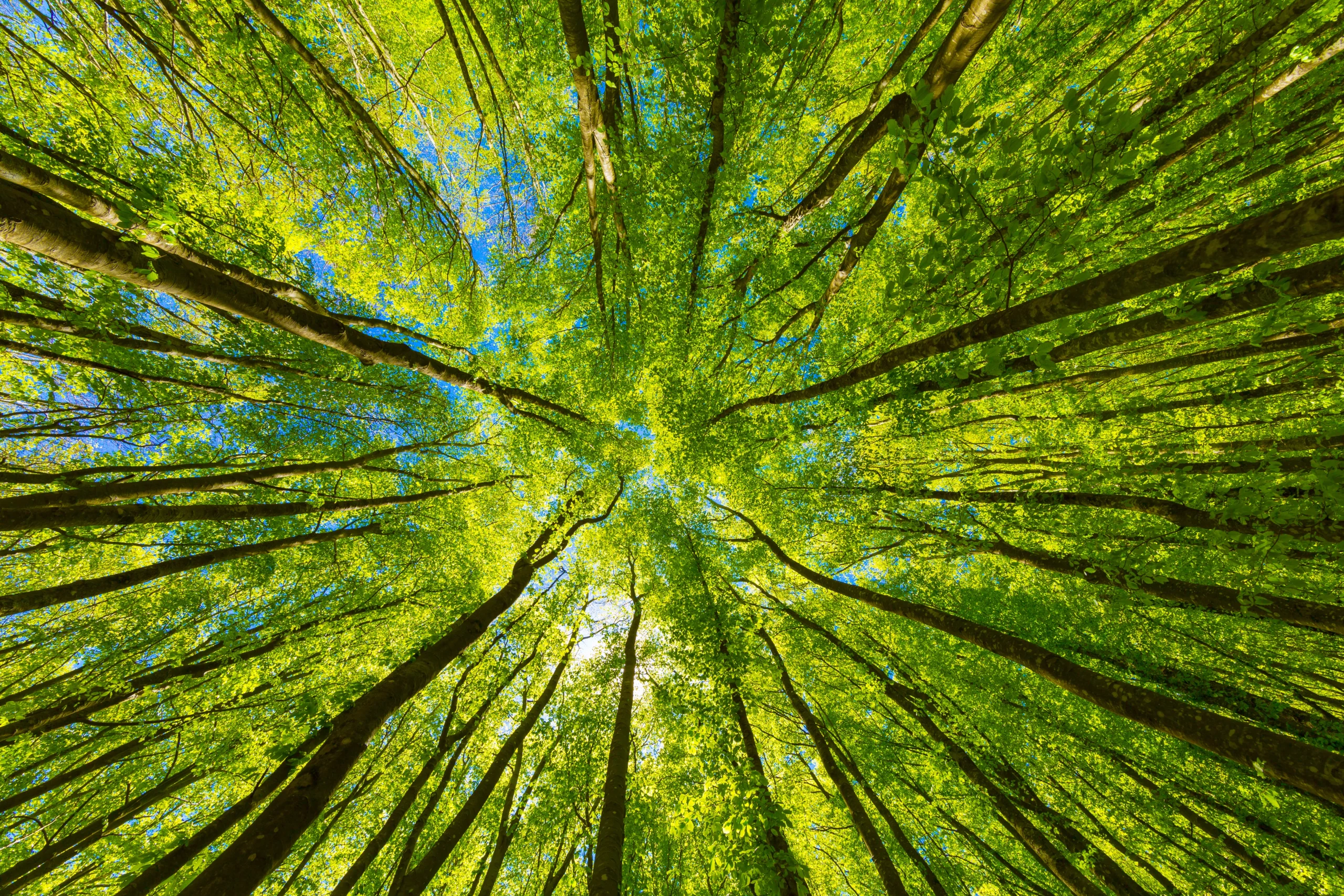 Nature Based Therapy in Cincinnati